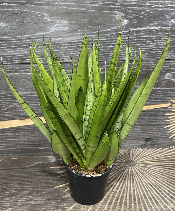 Sansevieria star green parrot