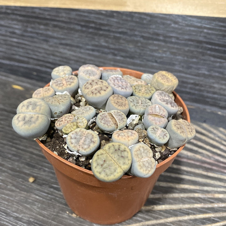 Lithops XL  ("pietre vii")