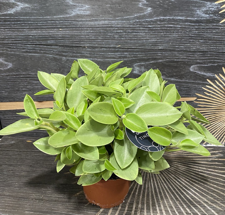 Peperomia 'Pixie' Lime