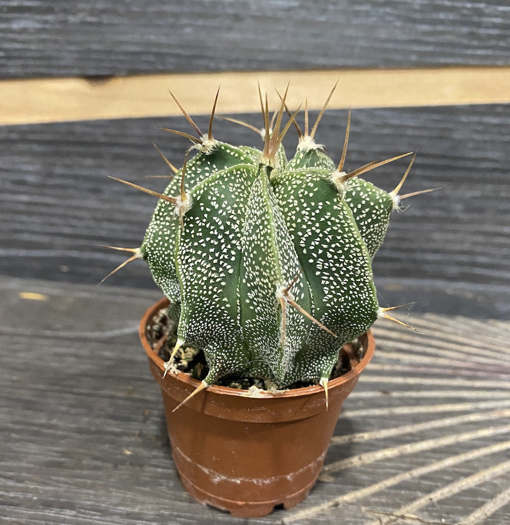 Cactus Astrophytum capricorne