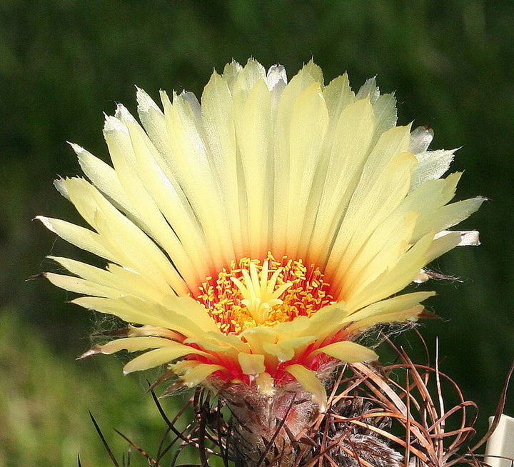 Cactus Astrophytum capricorne