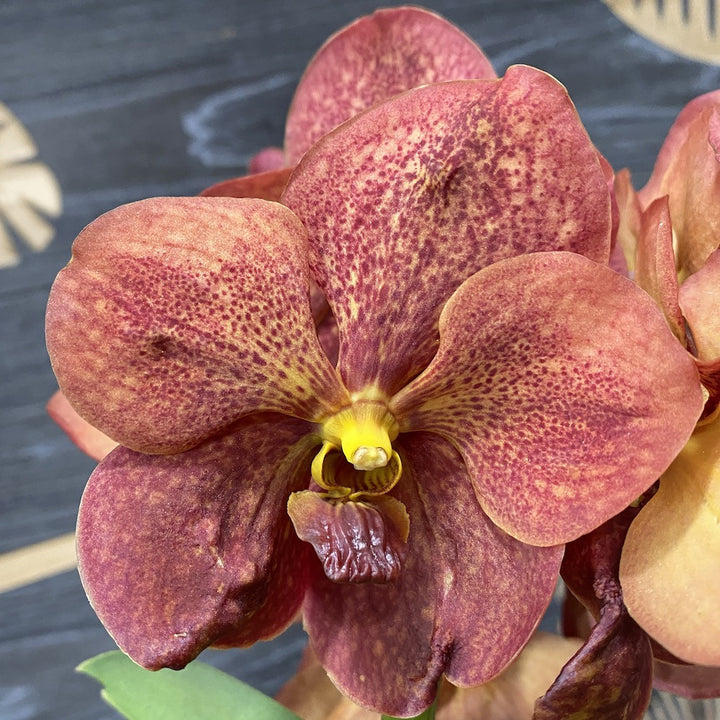 Vanda Sunanda Crimson Red