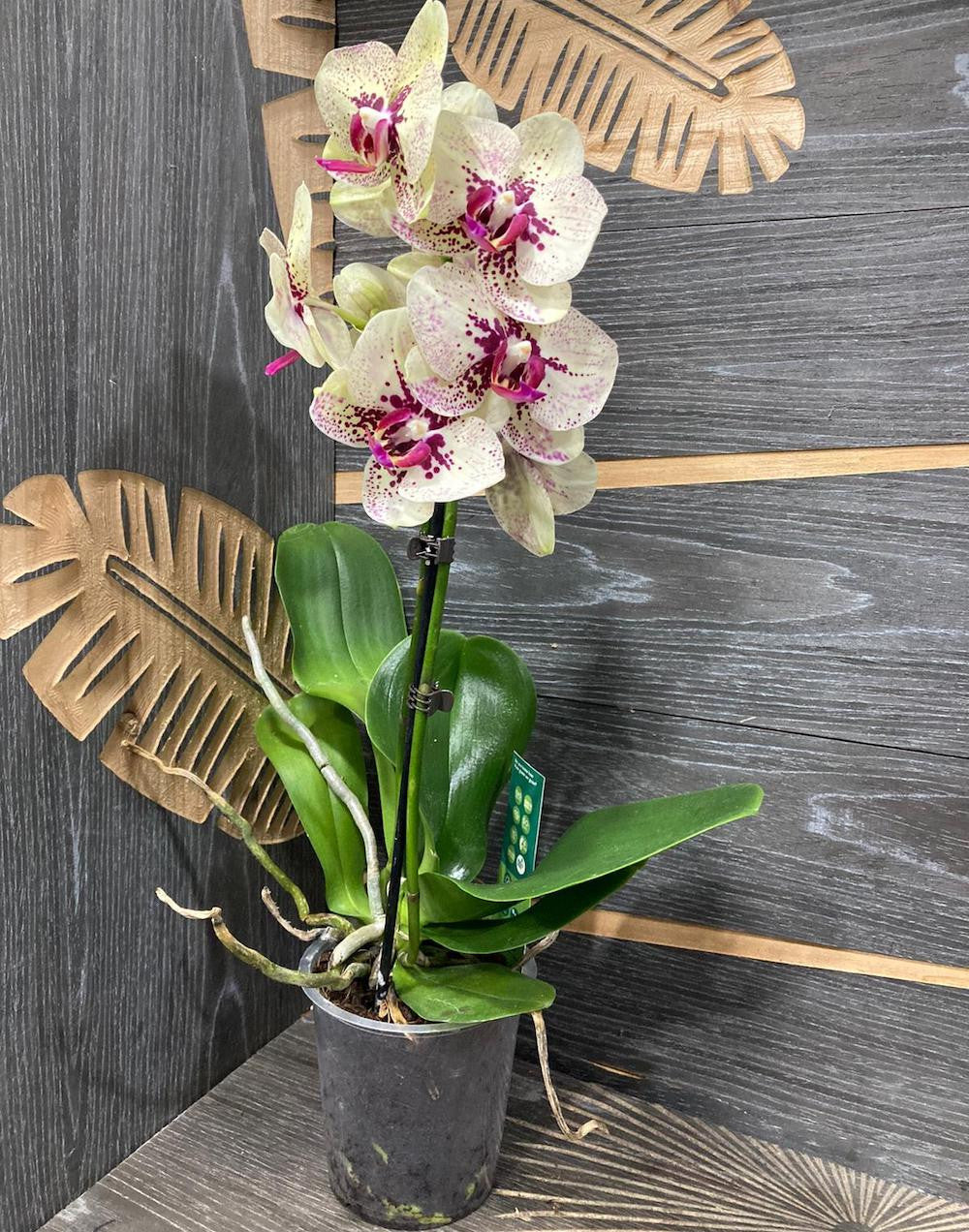 Orhidee Phalaenopsis Fata Morgana  - culori speciale la pret imbatabil!