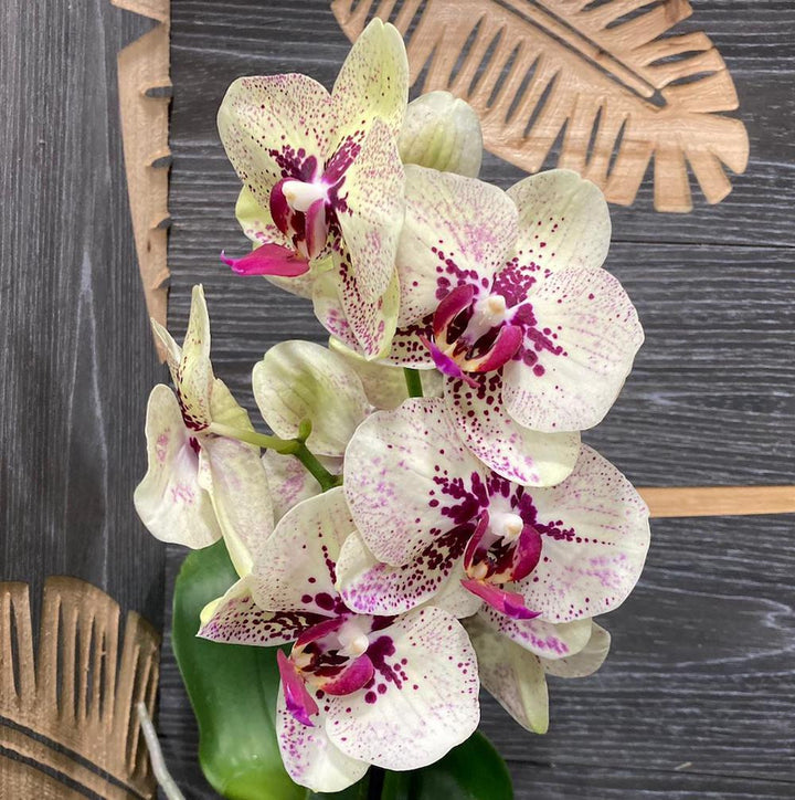 Orhidee Phalaenopsis Fata Morgana  - culori speciale la pret imbatabil!