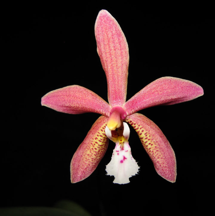 Phalaenopsis Bronze Maiden (schilleriana × mannii 'Black' )