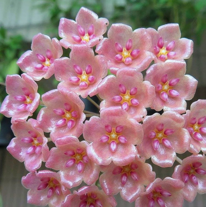 Hoya siariae 'Pink'