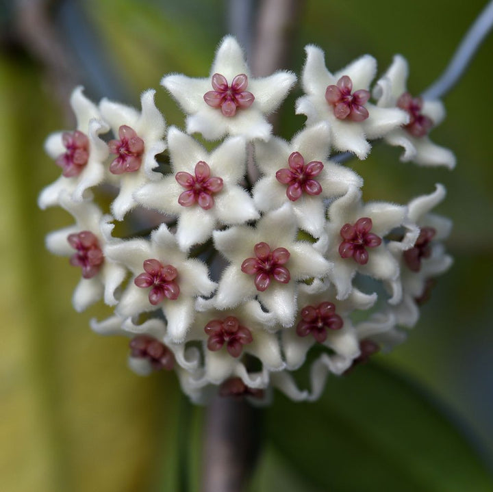 Hoya graveolens