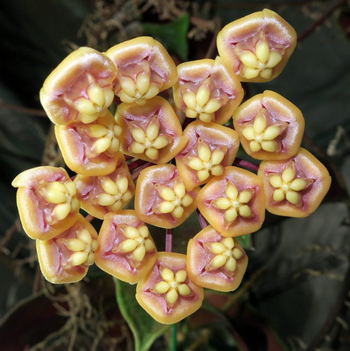 Hoya kloppenburgii