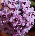 Hoya carnosa 'Darker Pink'