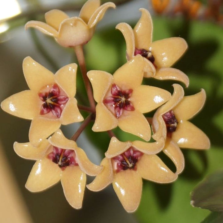 Hoya cutis porcelana