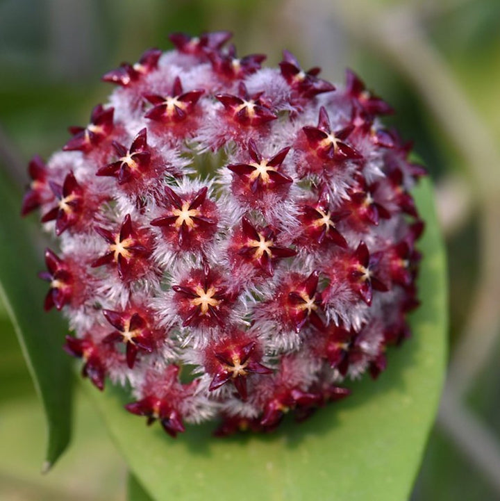 Hoya mindorensis 'ut 042'