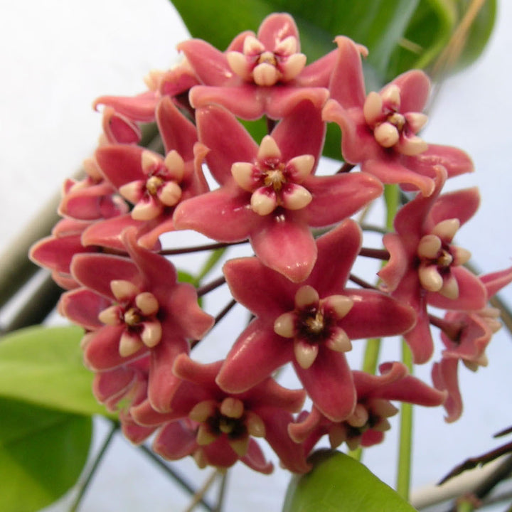 Hoya subcalva