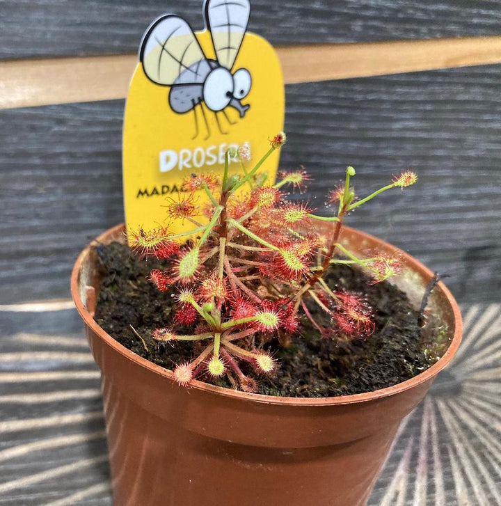 Drosera Madagascariensis - roua cerului