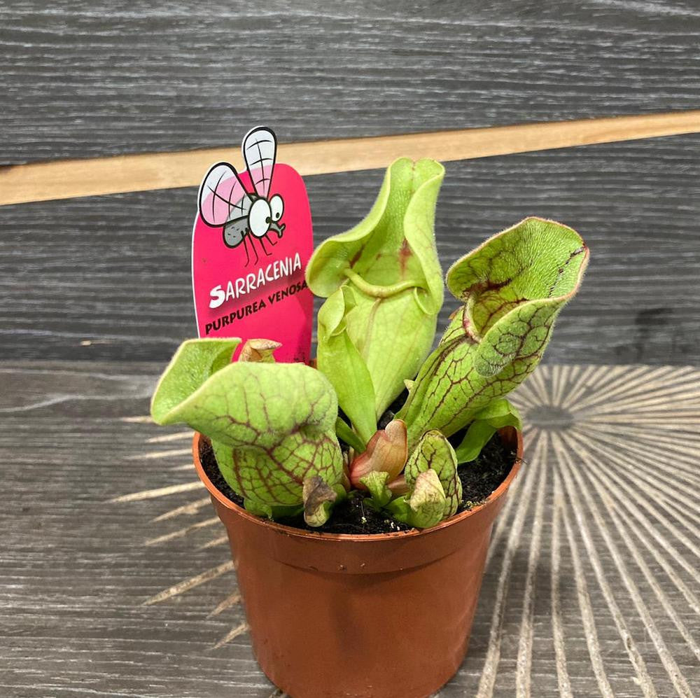 Sarracenia Purpurea Venosa - Planta Ulcior -  planta carnivora