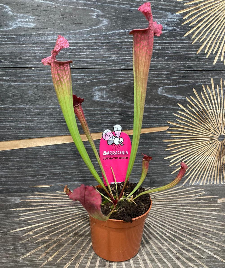 Sarracenia Juthatip Soper - Planta Ulcior