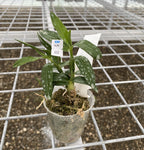 Dendrobium Hamana Lake 'Prism'