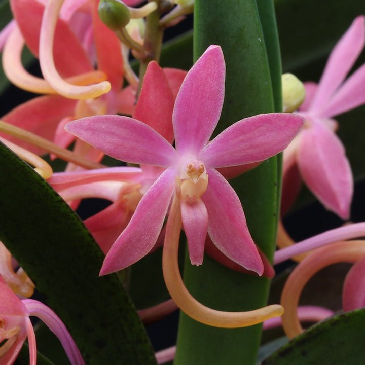 Vandopsis Cherry Blossom