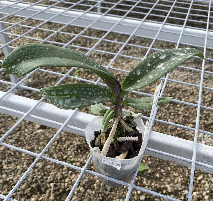 Orhidee Rhynchostylis gigantea var. red