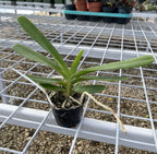 Aerides flabellata × sib