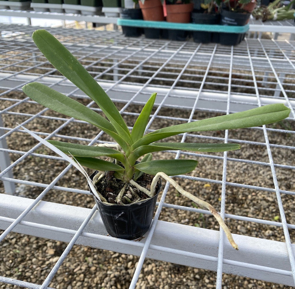 Aerides flabellata × sib