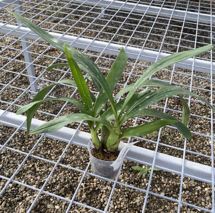 Eria floribunda - flori parfumate