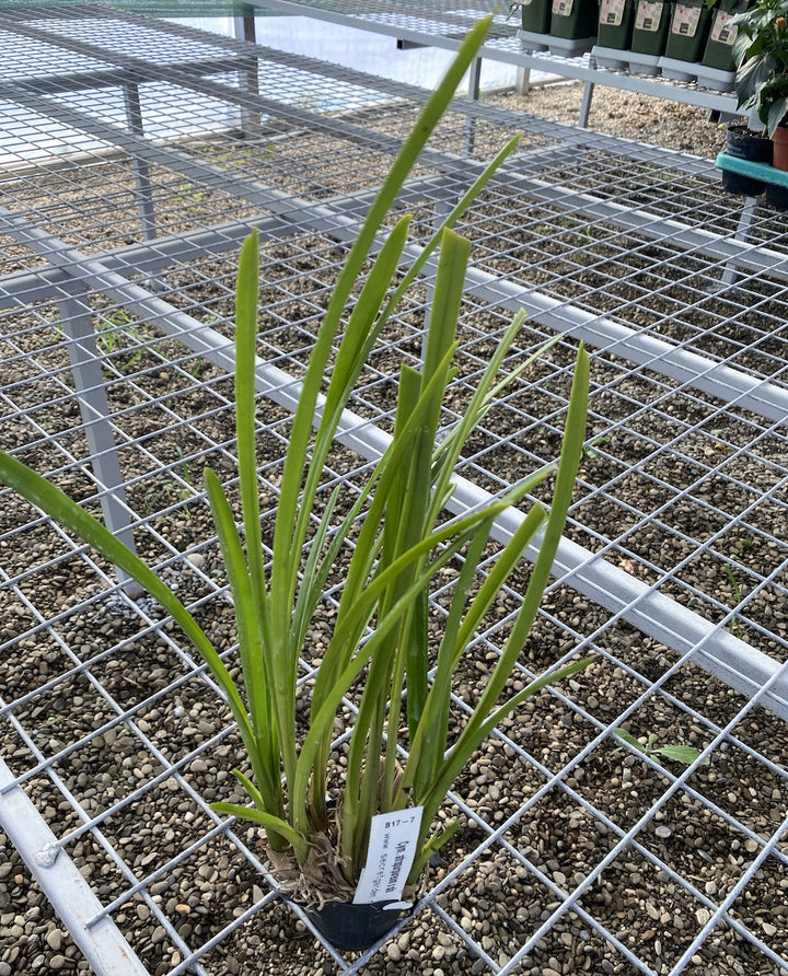 Orhidee Cymbidium atropurpureum