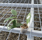 Hoya carnosa 'Darker Pink'