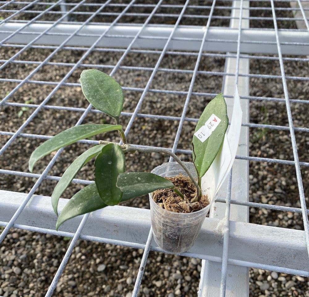 Hoya carnosa 'Darker Pink'