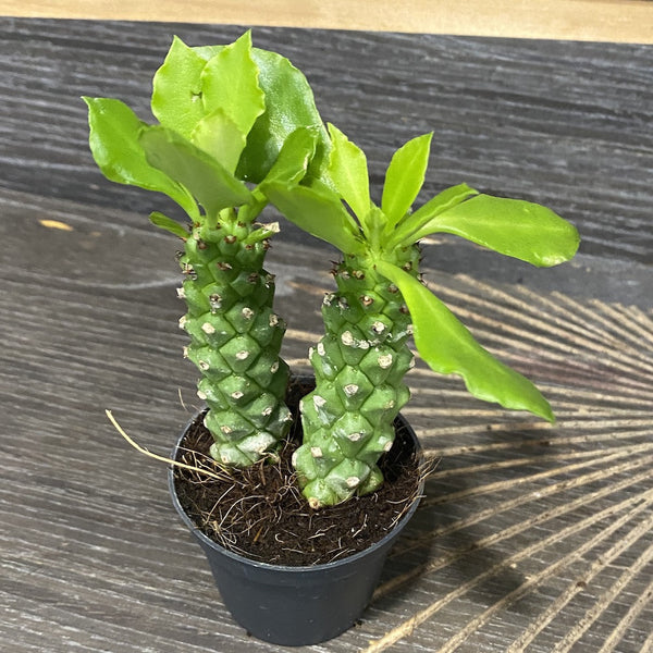 Euphorbia Monadenium mini