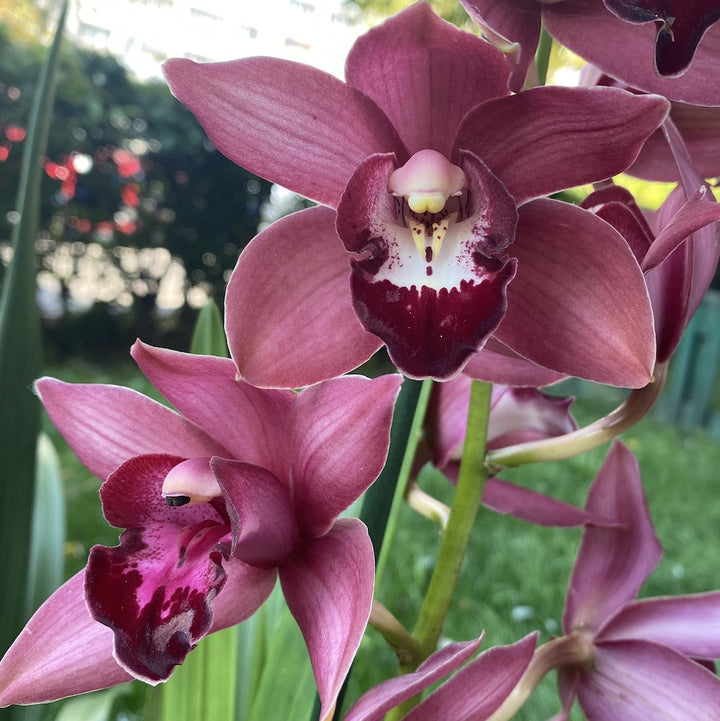 Cymbidium Jolly Red