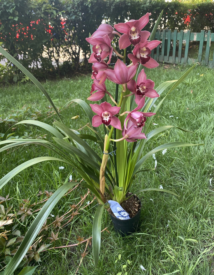 Cymbidium Jolly Red