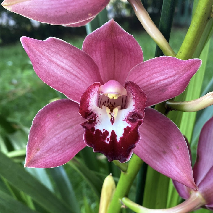 Cymbidium Jolly Red