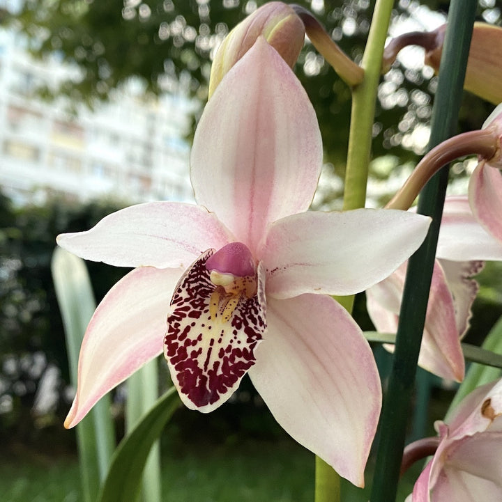 Orhidee Cymbidium alb-roze Shirley