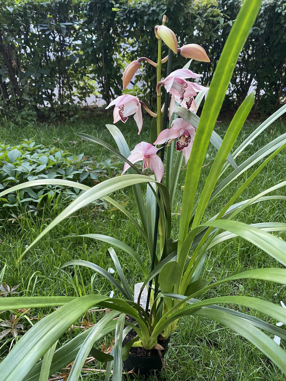 Orhidee Cymbidium alb-roze Shirley