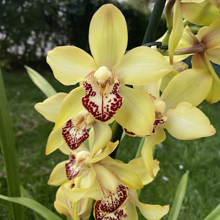 Cymbidium galben Senne