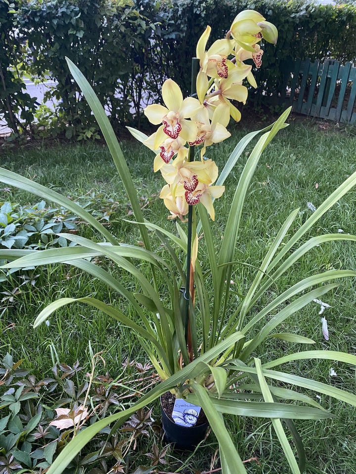 Cymbidium galben Senne