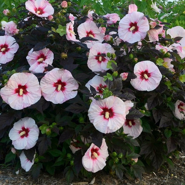 Hibiscus moscheutos Carousel Jolly Heart  (hibiscus de gradina)