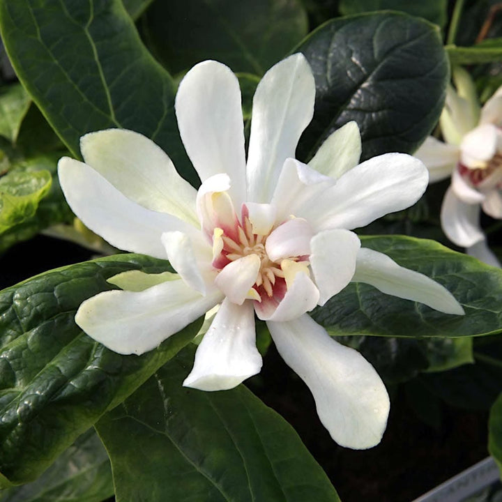 Sinocalycanthus 'Venus'