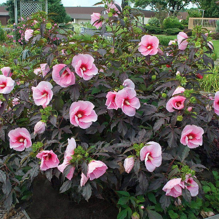 Hibiscus moscheutos Carousel Pink Candy (hibiscus de gradina)