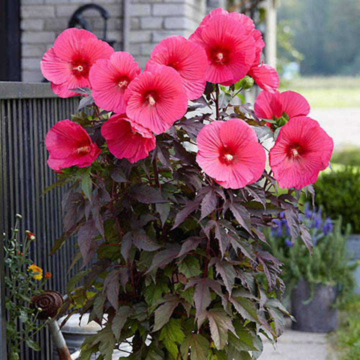 Hibiscus moscheutos Carousel Pink Passion - hibiscus de gradina cu flori mari roz