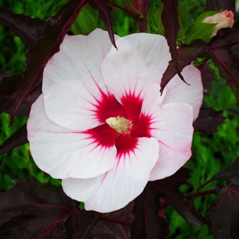 Hibiscus moscheutos Carousel Jolly Heart  (hibiscus de gradina)