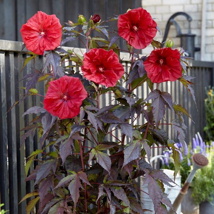 Hibiscus moscheutos Carousel Geant Red - hibiscus de gradina cu flori mari rosii