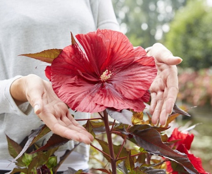 Hibiscus moscheutos Carousel Geant Red - hibiscus de gradina cu flori mari rosii