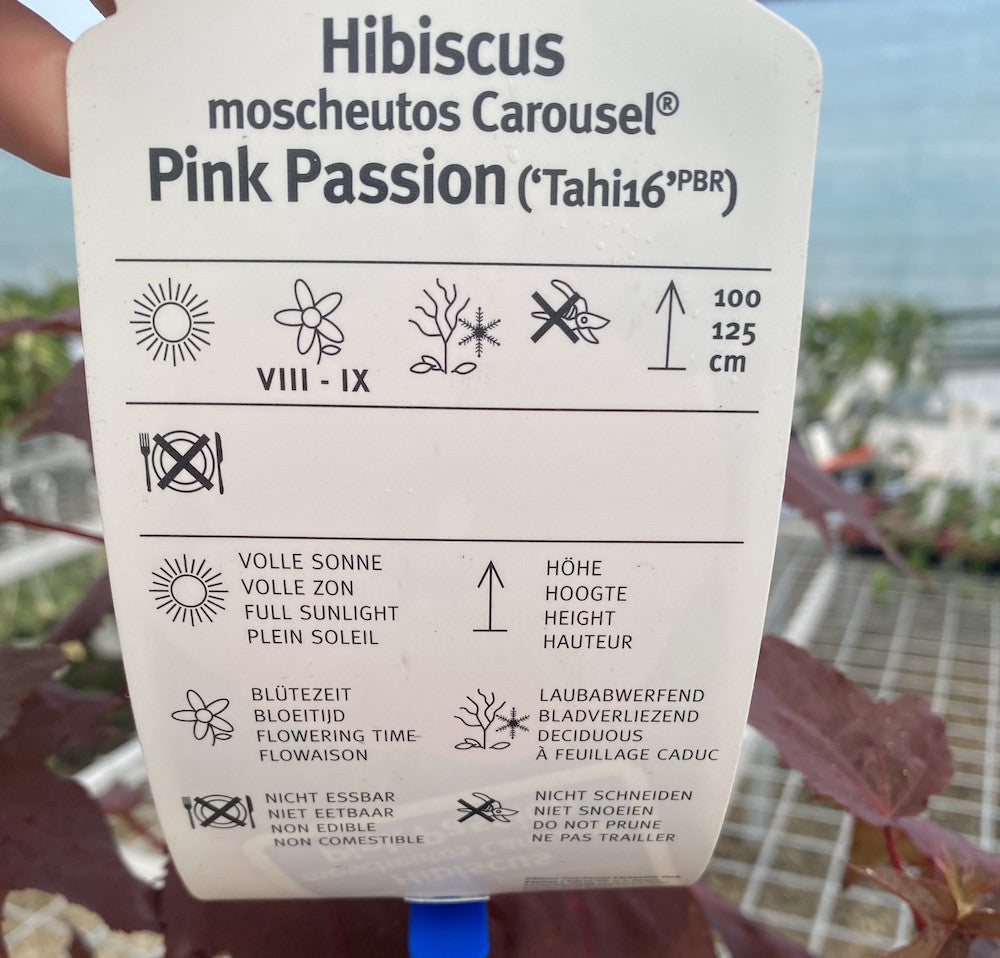 Hibiscus moscheutos Carousel Pink Passion - hibiscus de gradina cu flori mari roz