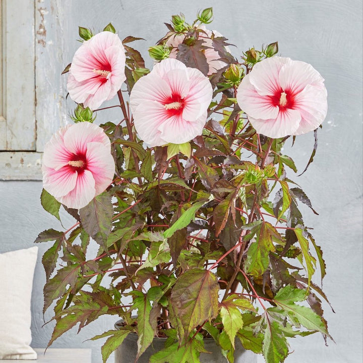 Hibiscus moscheutos Carousel Pink Candy (hibiscus de gradina)