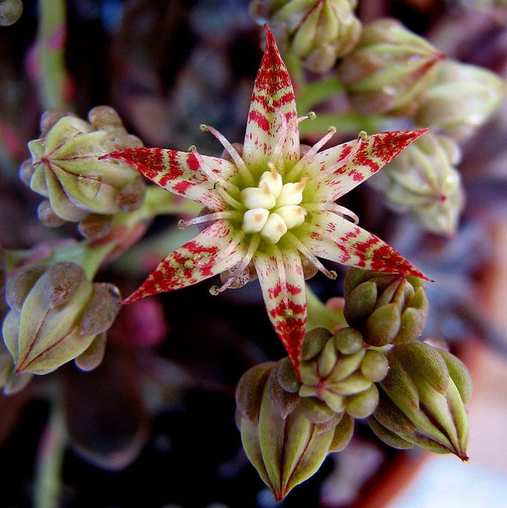 Echeveria rusbyi (Graptopetalum rusbyi)