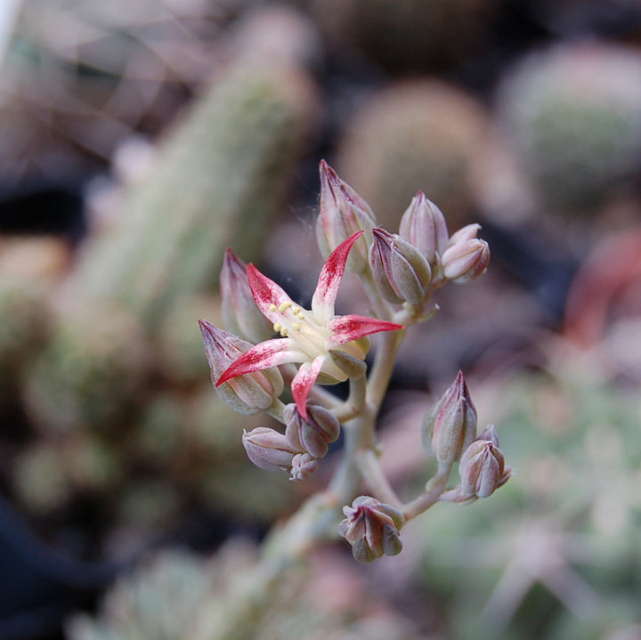 Echeveria rusbyi (Graptopetalum rusbyi)