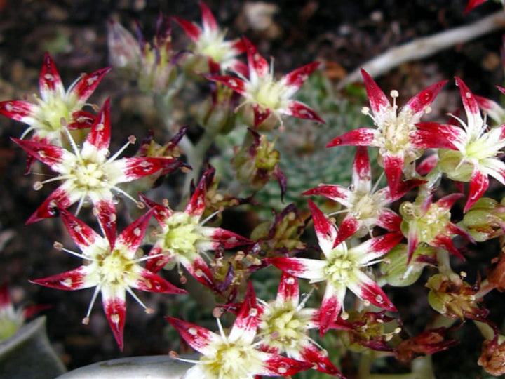 Echeveria rusbyi (Graptopetalum rusbyi)