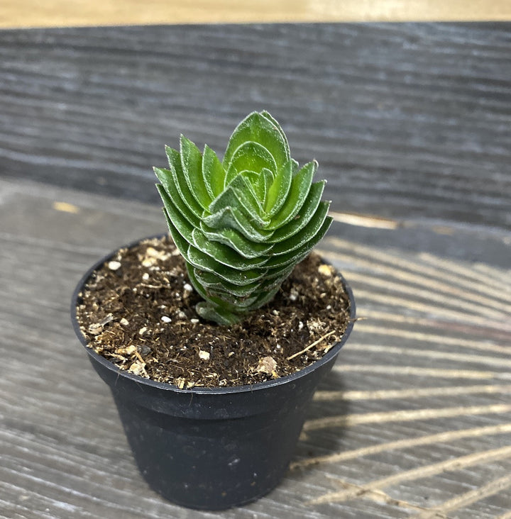 Crassula Buddha´s Temple