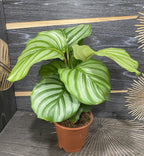 Calathea orbifolia